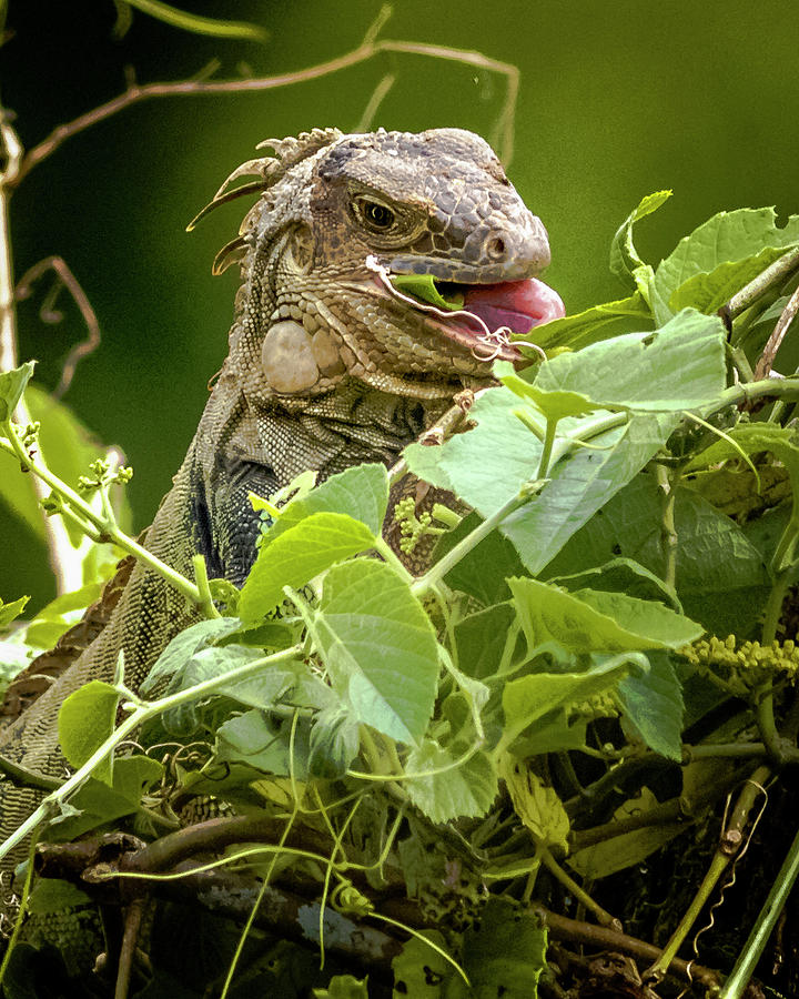 Green Iguana Panaca Quimbaya Colombia Photograph by Adam Rainoff
