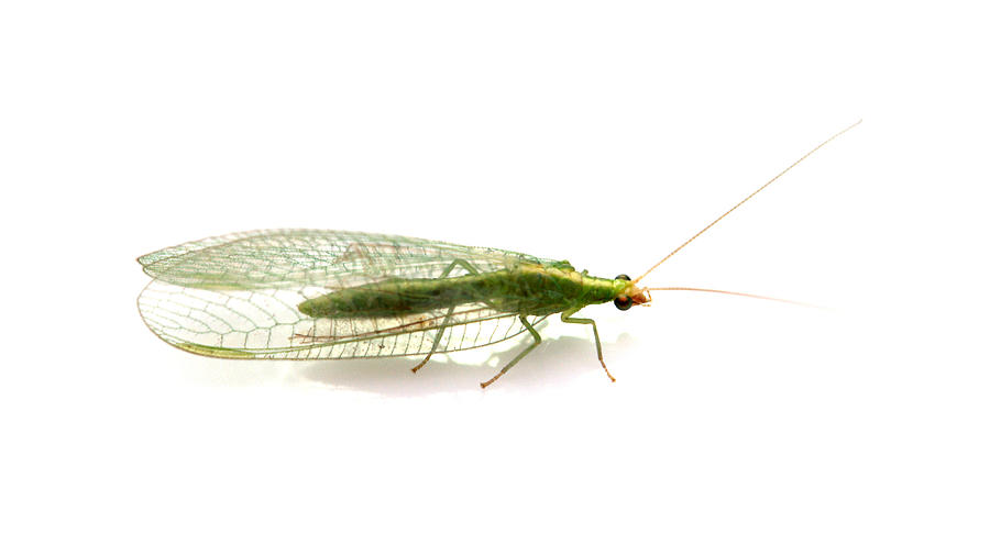 Green Lacewing #2 Photograph by Nathan Abbott