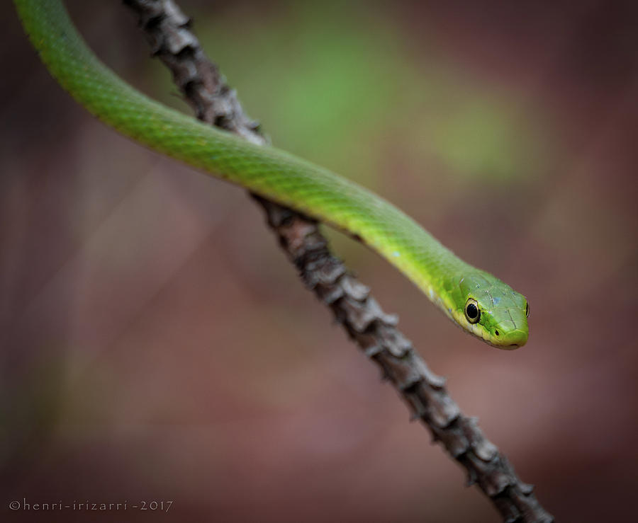 Green Snake #2 Photograph by Henri Irizarri