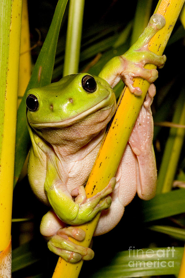 Wildlife Photograph - Green Tree Frog #2 by B.G. Thomson