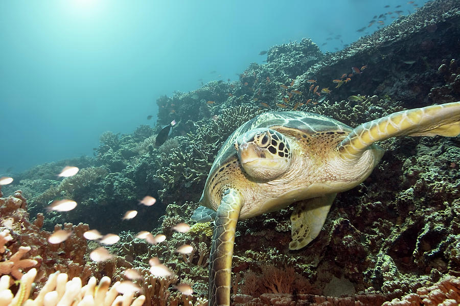 Turtle Photograph - Green turtle underwater #2 by MotHaiBaPhoto Prints