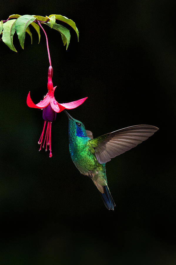 Green Violetear Colibri Thalassinus #2 Photograph by Panoramic Images Green Violetear Colibri Thalassinus #2 Photograph by Panoramic Images