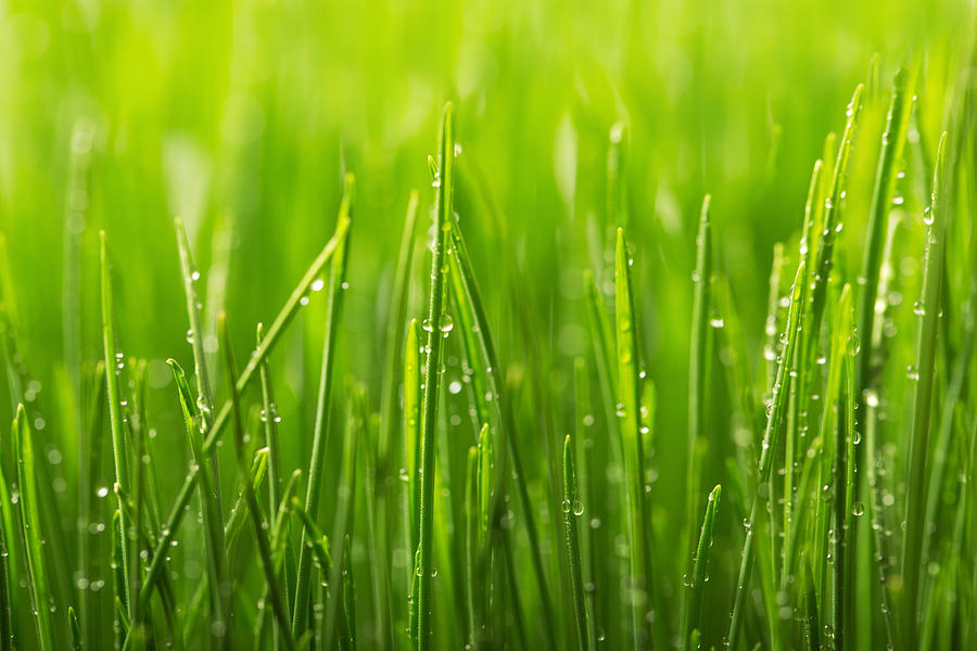 cut-wet-grass-factory-wholesale-save-66-jlcatj-gob-mx