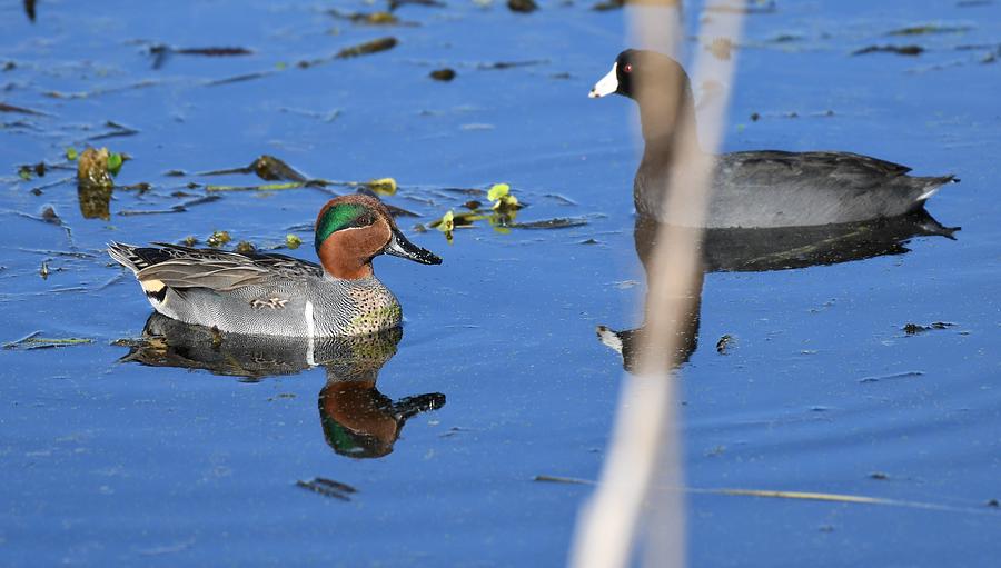 Green-winged Teal #2 Photograph by David Campione