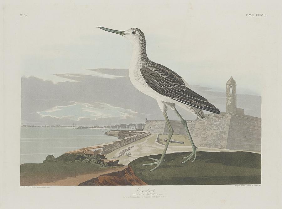 John James Audubon Drawing - Greenshank #2 by Dreyer Wildlife Print Collections 