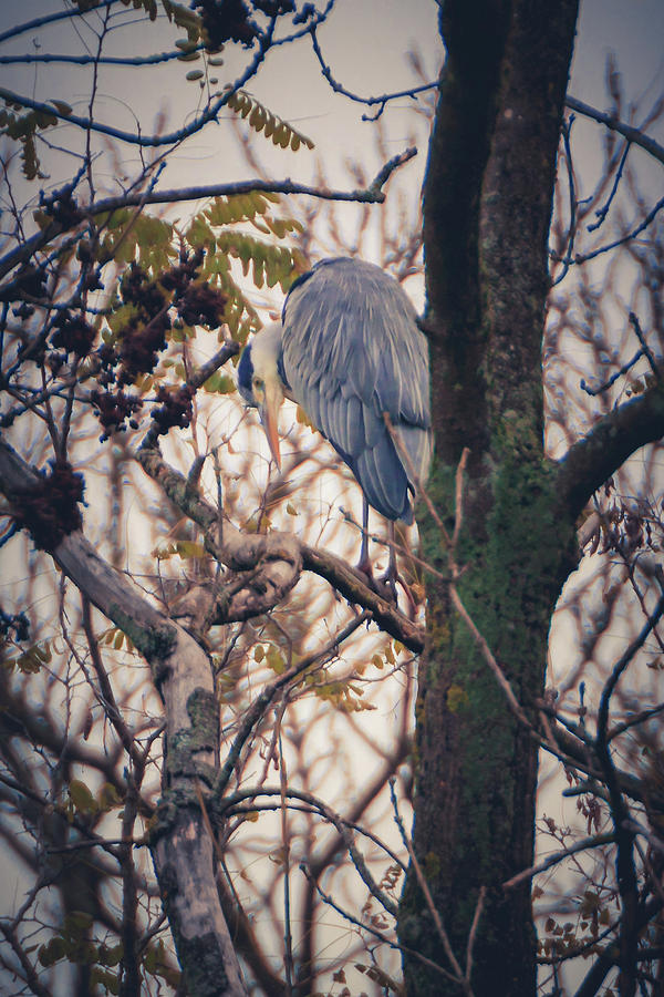Grey Heron - Ardea Cinerea #2 Photograph by Marc Braner