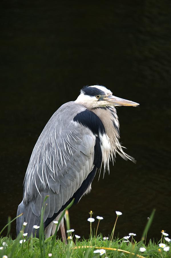 Grey Heron #2 Photograph by Chris Day