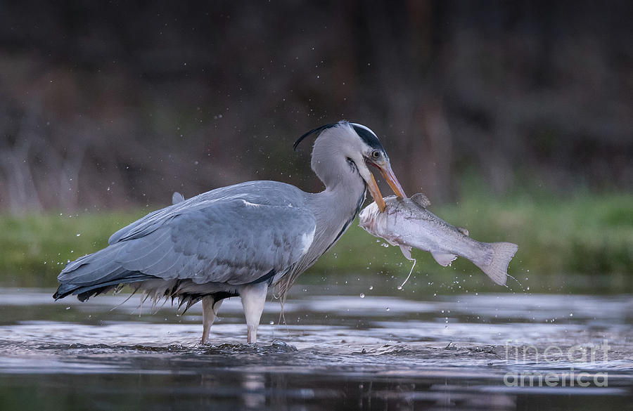 Grey Heron Trout Fishing #2 Photograph by Keith Thorburn LRPS EFIAP CPAGB