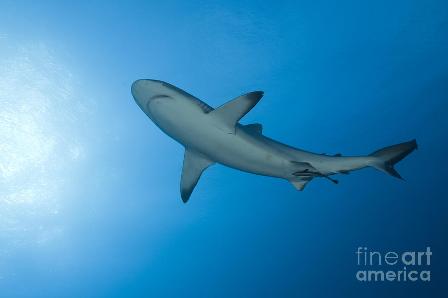 Grey Reef Shark #2 Photograph by Reinhard Dirscherl