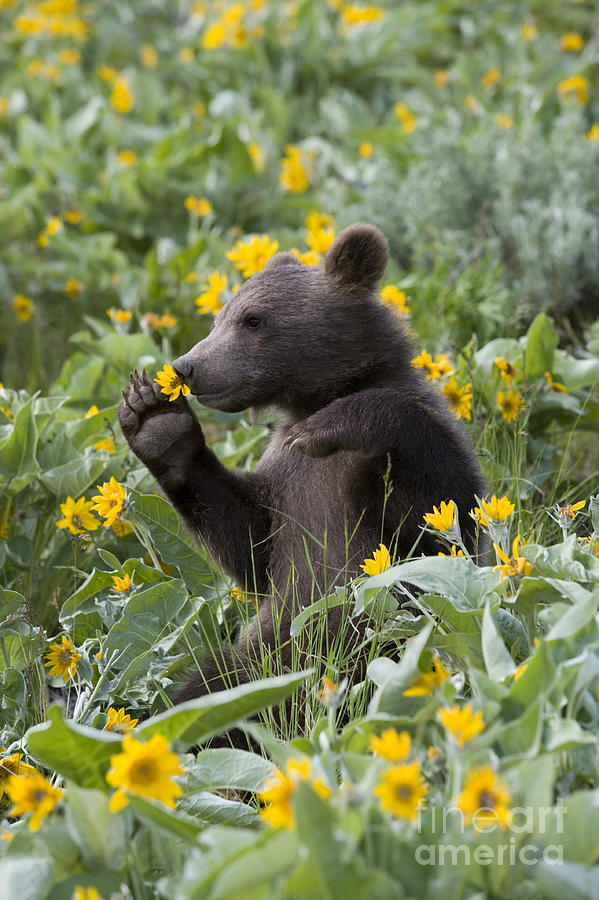 Grizzly Bear Cub #2 Photograph by Jean-Louis Klein & Marie-Luce Hubert