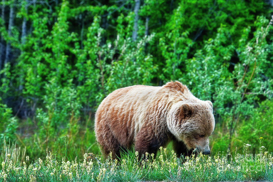 Grizzly #2 Photograph by David Arment