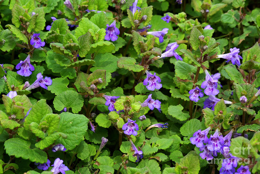 Ground Ivy Photograph by Scimat - Fine Art America