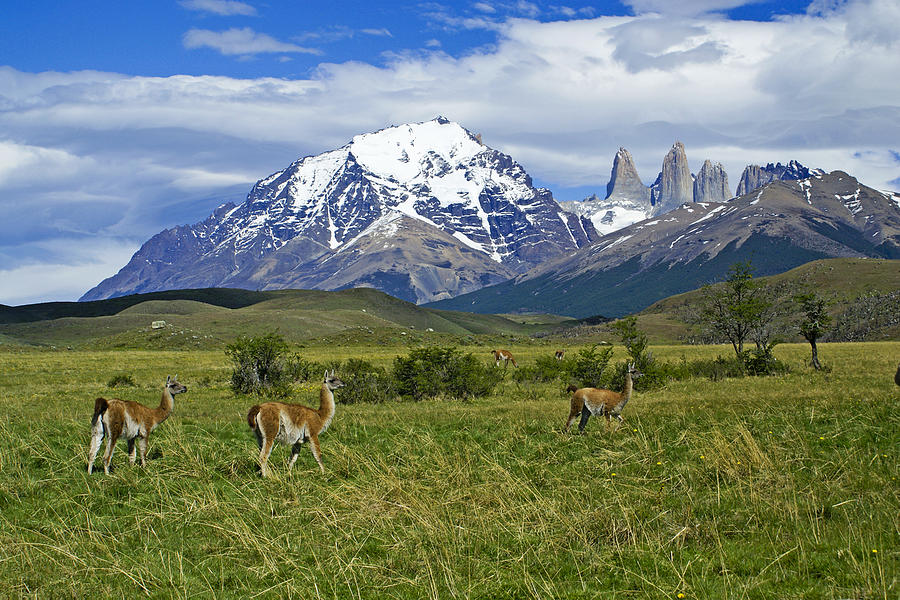 Guanacos in Torres del Paine #2 Photograph by Michele Burgess