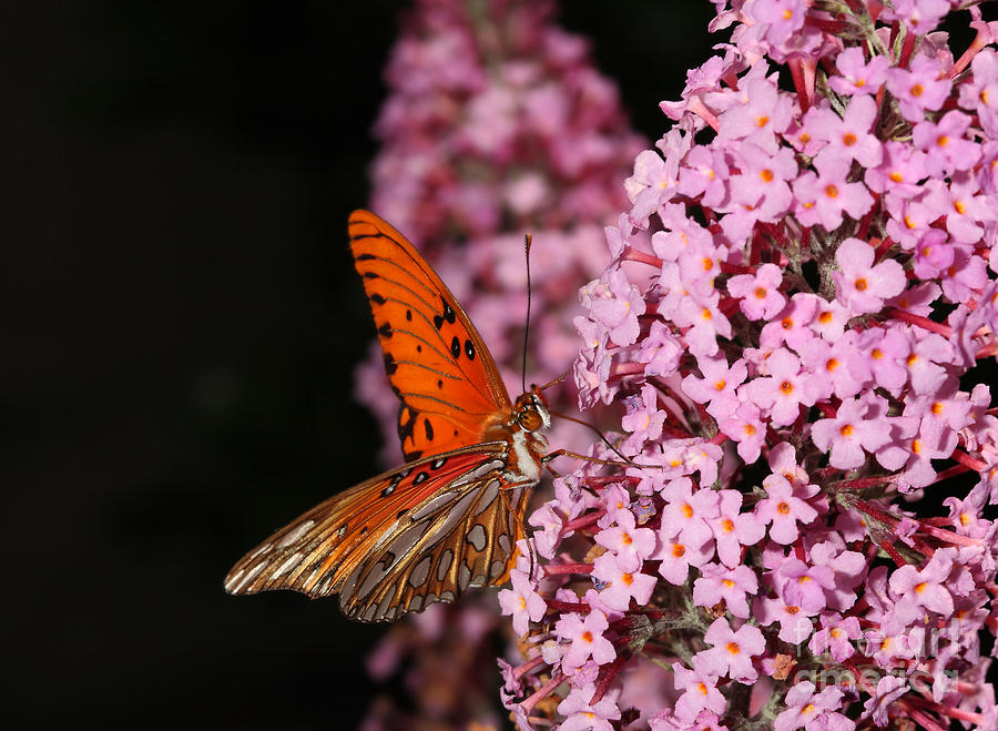 Gulf Fritillary or Passion Butterfly #2 Digital Art by Nicholas Burningham