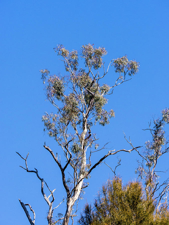 Gum Tree - Canberra - Australia #3 Photograph by Steven Ralser
