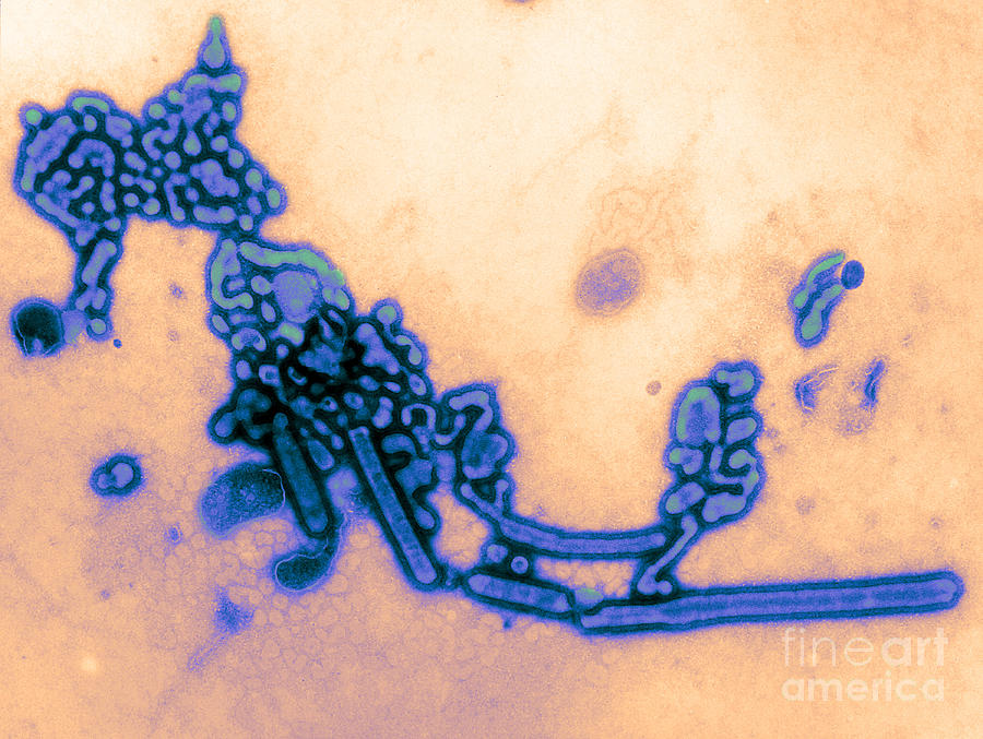 H1n1, Influenza A, Russian Flu, Tem #2 Photograph by Science Source
