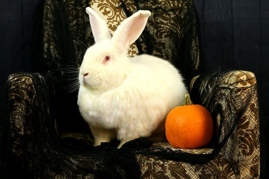 Halloween Rabbit #3 Photograph by Amanda Stadther