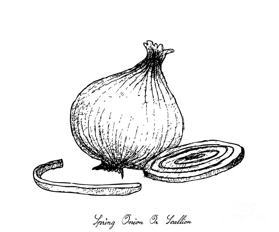 Onion Drawing/ Pencil Shading/Art | Small Online Class for Ages 9-14