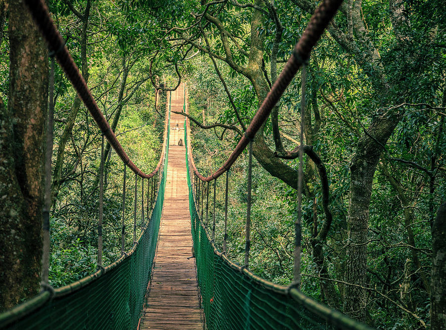 Hanging bridge in the jungle Photograph by Alexey Stiop