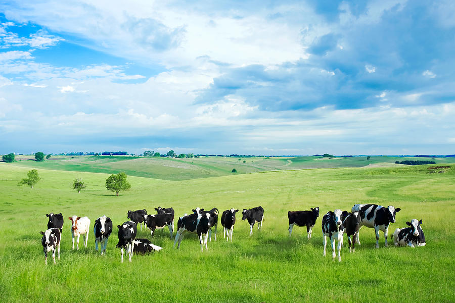 Happy Cows Photograph by Todd Klassy