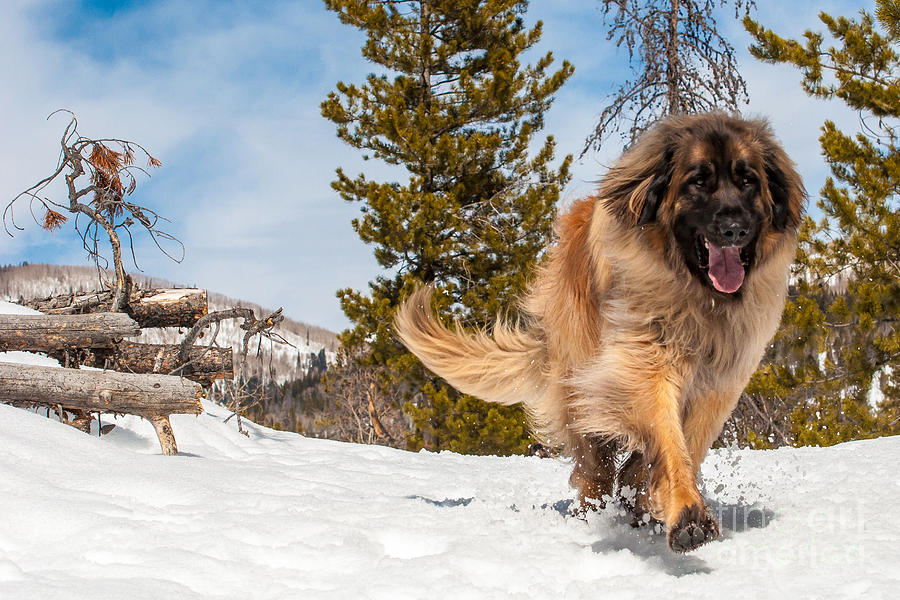 Happy Leonberger Winter Trail Running #2 Photograph by Gary Whitton