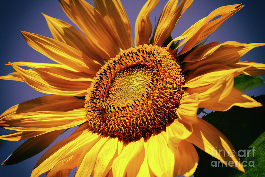 Happy Sunflower #2 Photograph by Mariola Bitner