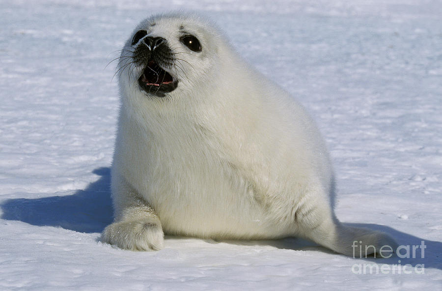 Harp Seal Pagophilus Groenlandicus #2 Photograph by Gerard Lacz