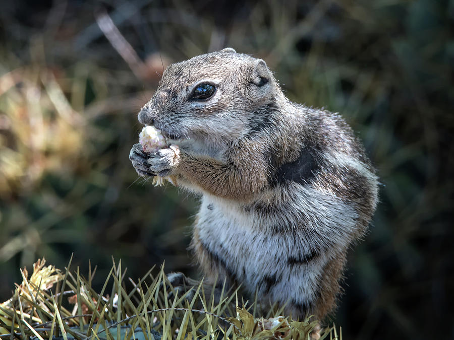 Harris Antelope Squirrel #2 Photograph by Tam Ryan