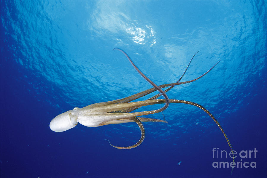 Hawaii, Day Octopus #2 Photograph by Dave Fleetham - Printscapes