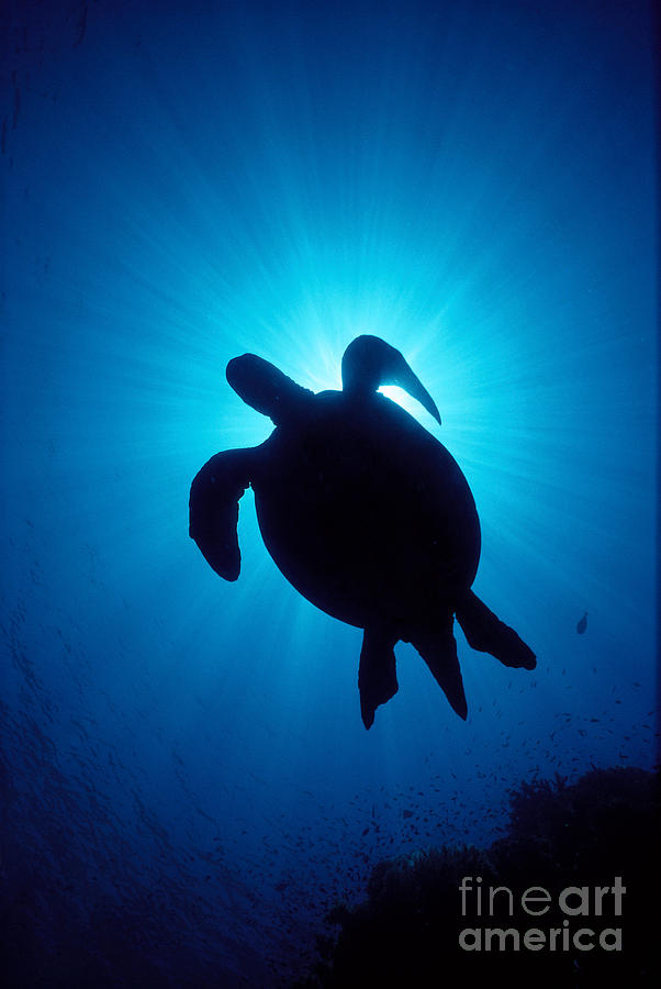 Turtle Photograph - Hawaii, Green Sea Turtle #2 by Ed Robinson - Printscapes