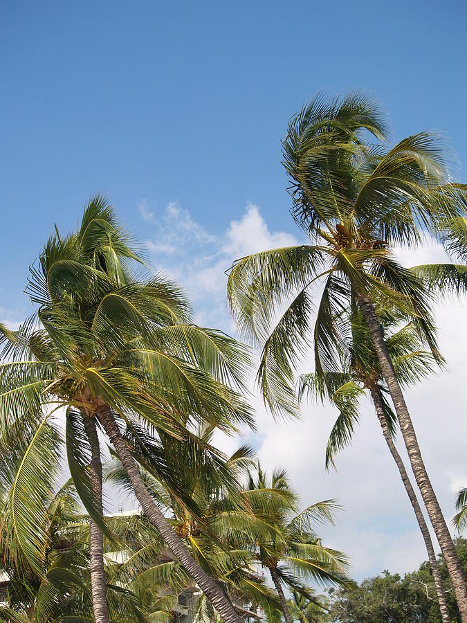 Hawaiian Breeze #2 Photograph by Athala Bruckner