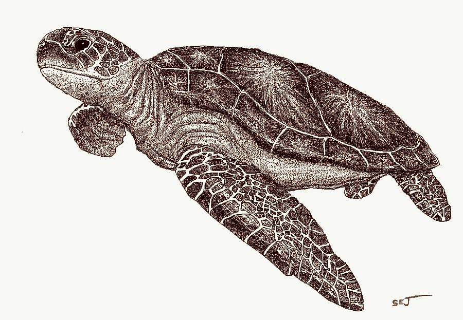 Hawaiian Sea Turtle Digital Art by Stephen Jorgensen
