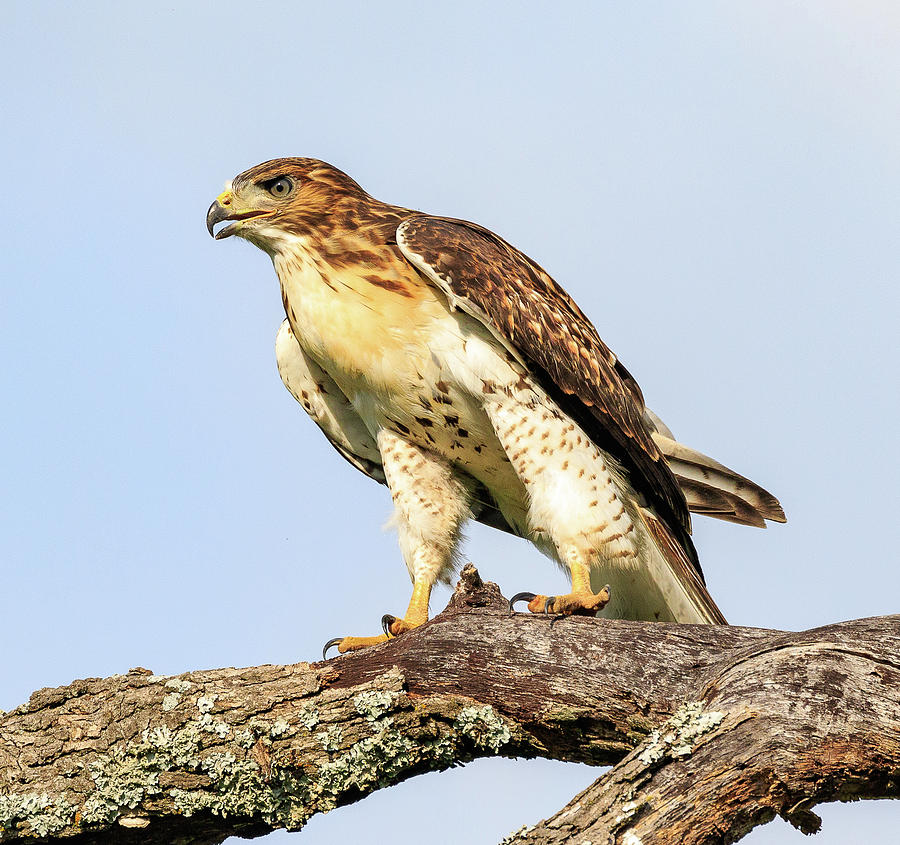 Hawk Photograph by Debra Lawrence - Fine Art America