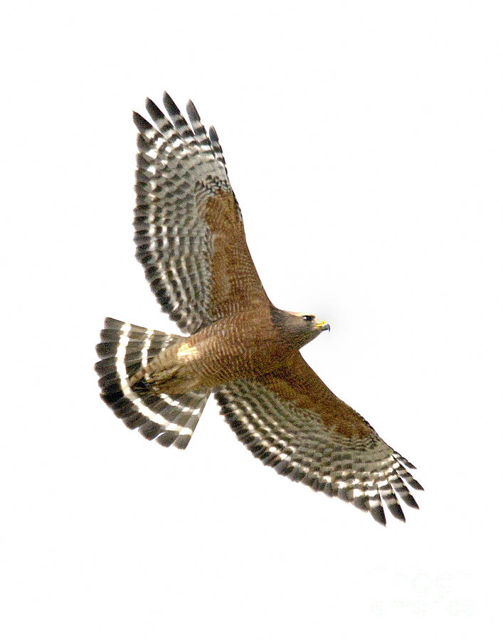 Hawk Flying Photograph by Marc Bittan