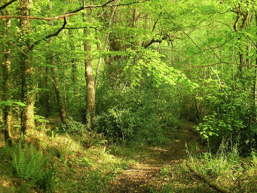 Hazelwood Co sligo Ireland Photograph by Louise Macarthur Art and ...