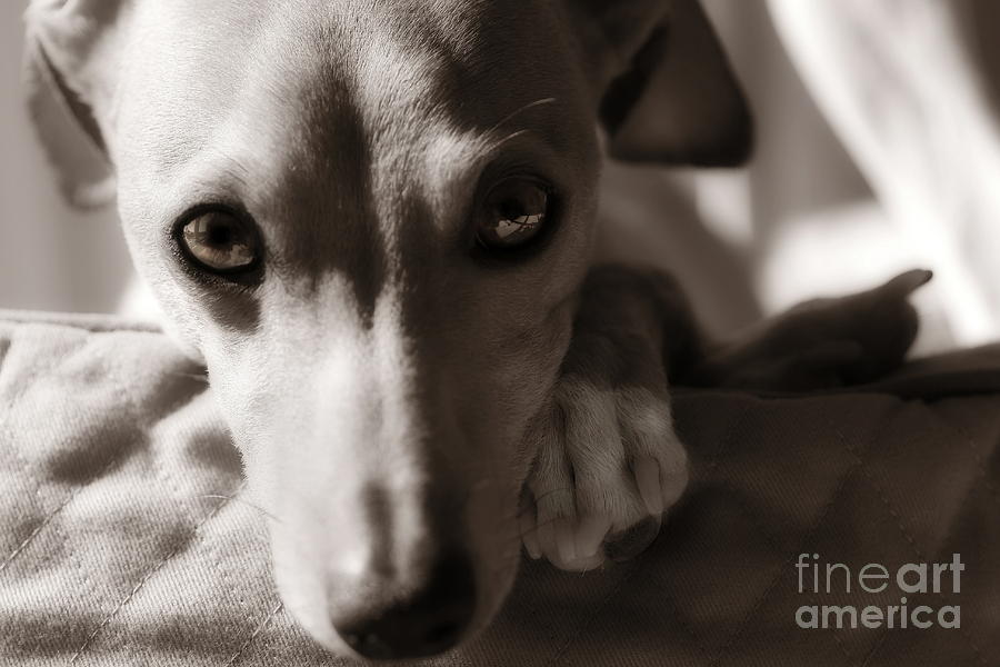 Animal Photograph - Heart You Italian Greyhound by Angela Rath