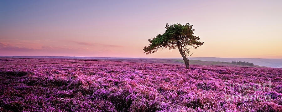 Heather at Sunset  Photograph by Janet Burdon