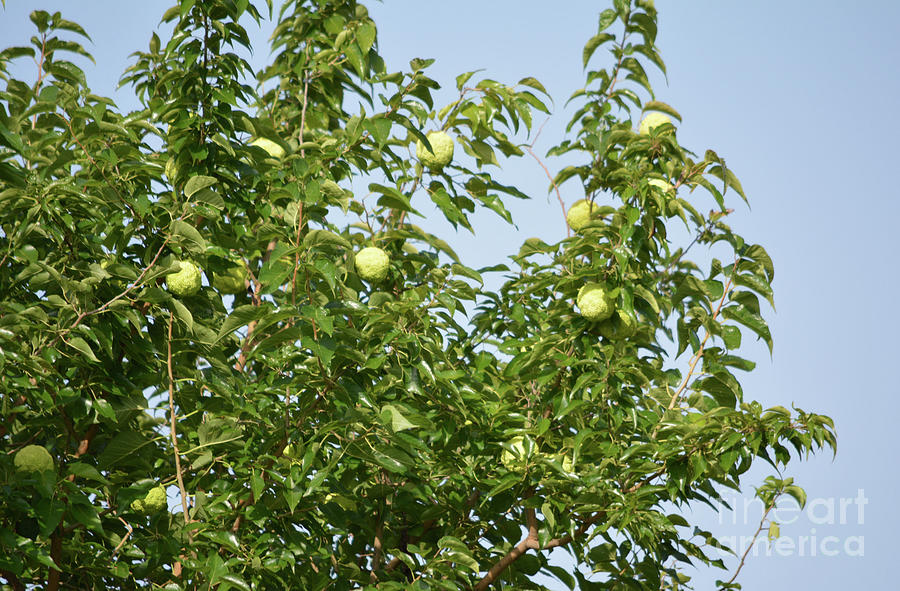 hedge apple