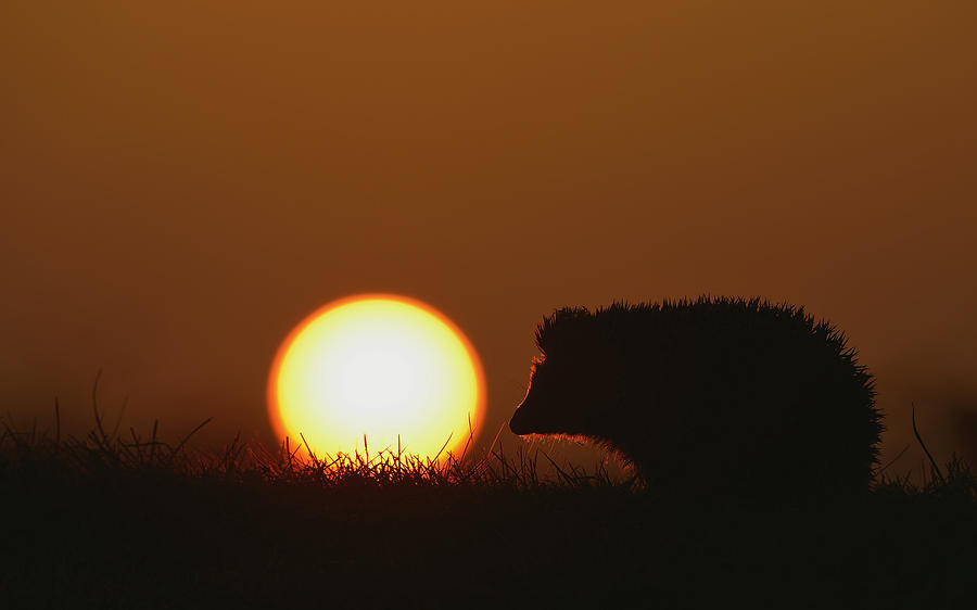 Sunset Digital Art - Hedgehog #2 by Maye Loeser