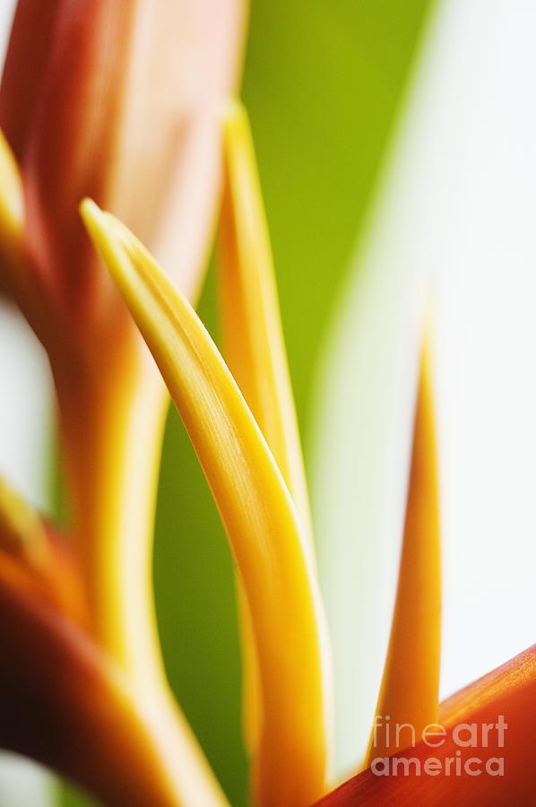 Abstract Photograph - Heliconia #2 by Mary Van de Ven - Printscapes