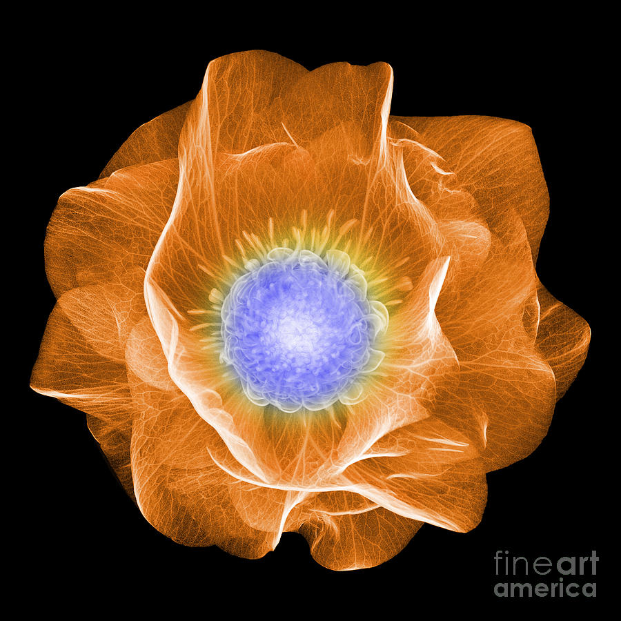 Hellebore Flower, X-ray #2 Photograph by Ted Kinsman
