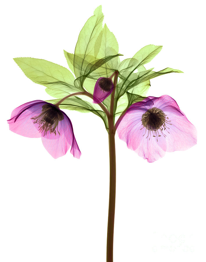 Hellebore Flowers, X-ray #2 Photograph by Ted Kinsman