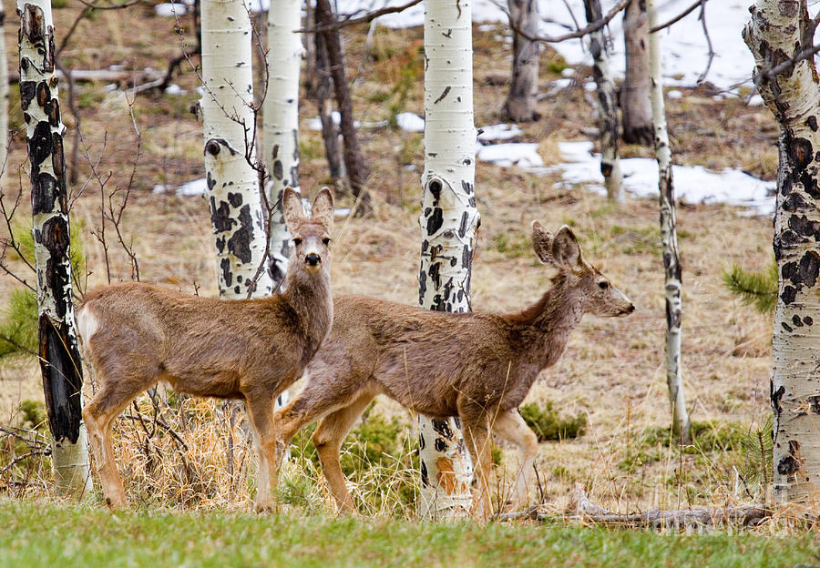 Herd Of Mule Deer In The Pike National Forest Photograph