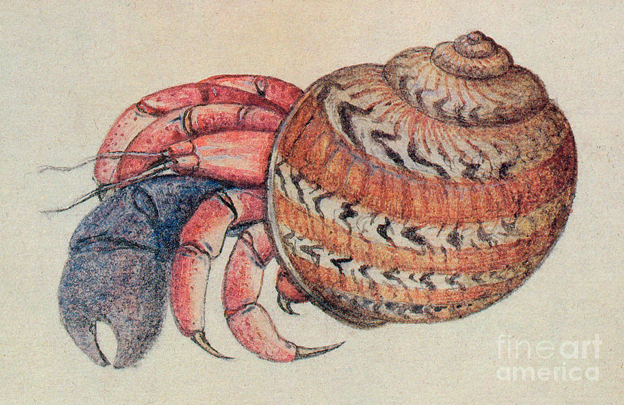 hermit crab illustration