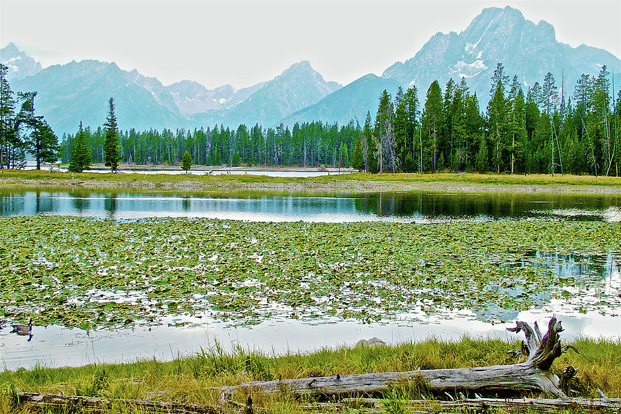 Heron Pond in Grand Tetons National Park, Wyoming #2 Photograph by Ruth Hager