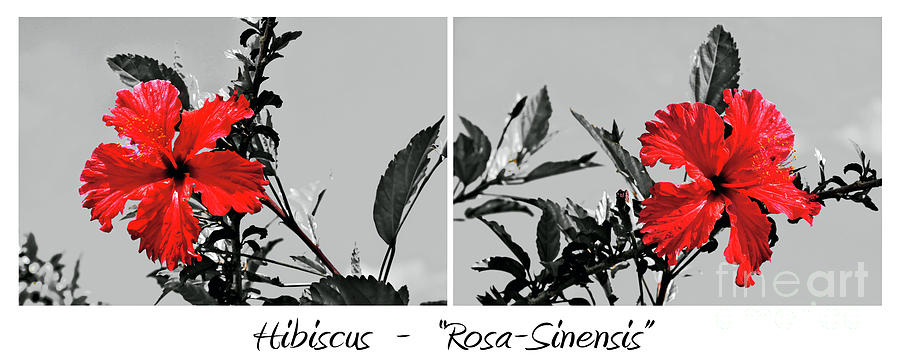 Hibiscus - Rosa Sinensis #2 Photograph by Kaye Menner