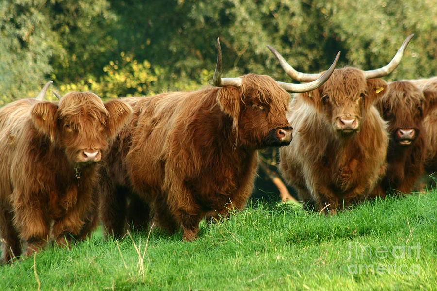 Highland Cattle Photograph by Ang El - Fine Art America