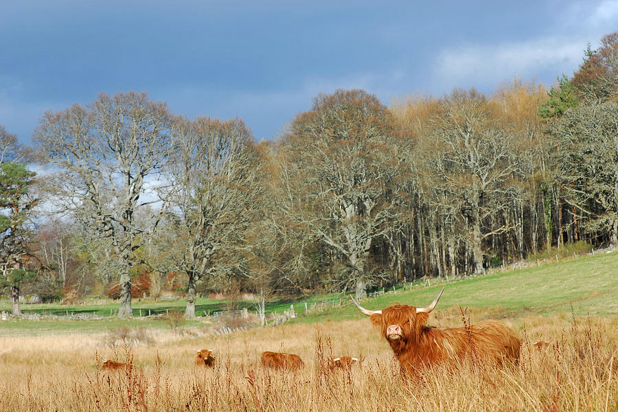 Highland Cow #2 Photograph by Gavin MacRae