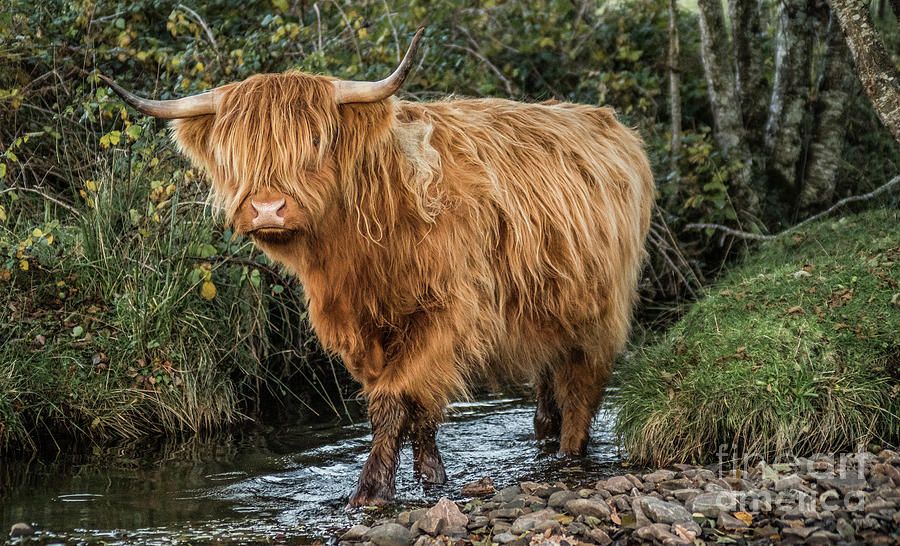 Highland Cow #2 Photograph by Keith Thorburn LRPS EFIAP CPAGB