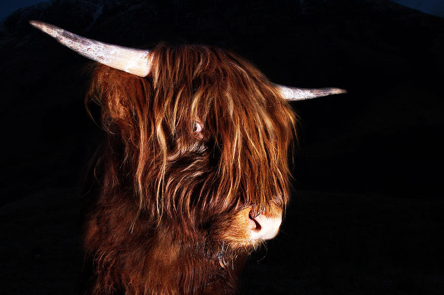 Highland Cow #2 Photograph by Keith Thorburn LRPS EFIAP CPAGB